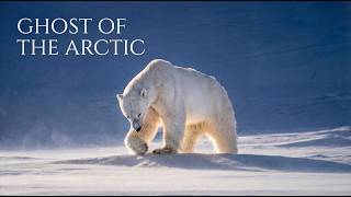 Ghost of the Arctic | The Silent Hunt of A Polar Bear