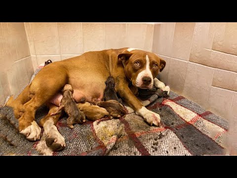 The Great Mother Dog Gives Birth To Giant Cubs And Protects Them According To Maternal Instinct