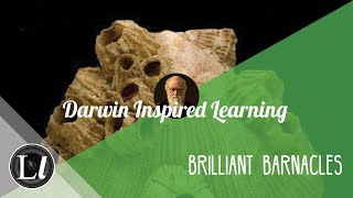 Why is it Important to Study Barnacles Today?