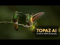 Topaz AI Review for Bird and Wildlife Photography