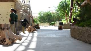Download Lagu Small theater bird show MP3 Download Lagu Small theater bird show MP3