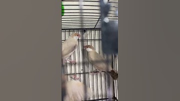 Fawn Java 🤎 #lahorepets #youtubeshorts #java #fawnjava #parrot #ytshorts #lovebirds #breederpair