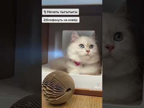 Котик после 23.00 #cat #cats #shortvideo #shortsvideo #shorts #short
