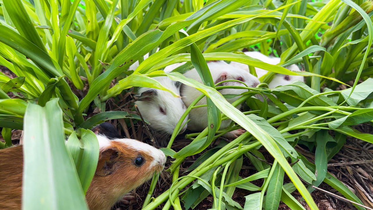 Hamsters Settling into Their New Home – So Sweet to Watch! - YouTube - Settling A New Hamster Into A Habitat