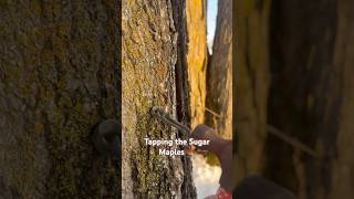 🍁 Tapping the Sugar Maples for Syrup 🍁