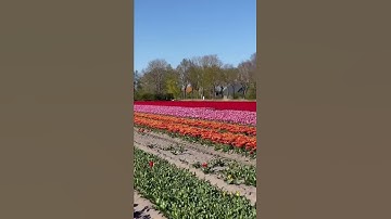 Thumbnail of Tulip farm Netherlands #netherlands #tulip #beautiful #farming #beauty #europe #tour #travel