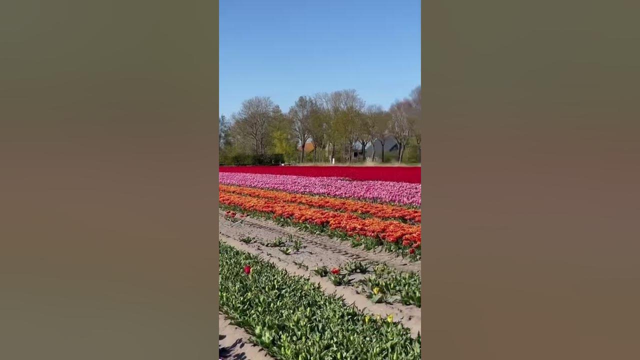Tulip farm Netherlands #netherlands #tulip #beautiful #farming #beauty #europe #tour #travel