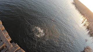 видео: УДАЧНАЯ РЫБАЛКА НА ПАУК НА РАССВЕТЕ.ВОДА КИПИТ НА КАЖДОМ ПОДЪЁМЕ.ЧУДО-МОСТ СНОВА РАДУЕТ))) картинка: УДАЧНАЯ РЫБАЛКА НА ПАУК НА РАССВЕТЕ.ВОДА КИПИТ НА КАЖДОМ ПОДЪЁМЕ.ЧУДО-МОСТ СНОВА РАДУЕТ)))