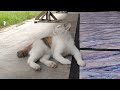 Tha Last Playtime: Saying Goodbye to Tina Before  She Moves Away