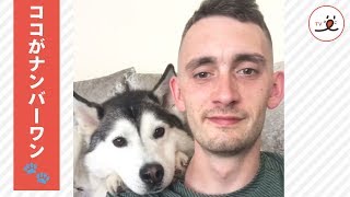 ハスキーが飼い主の肩にアゴを乗せて座る理由🐾【PECO TV】