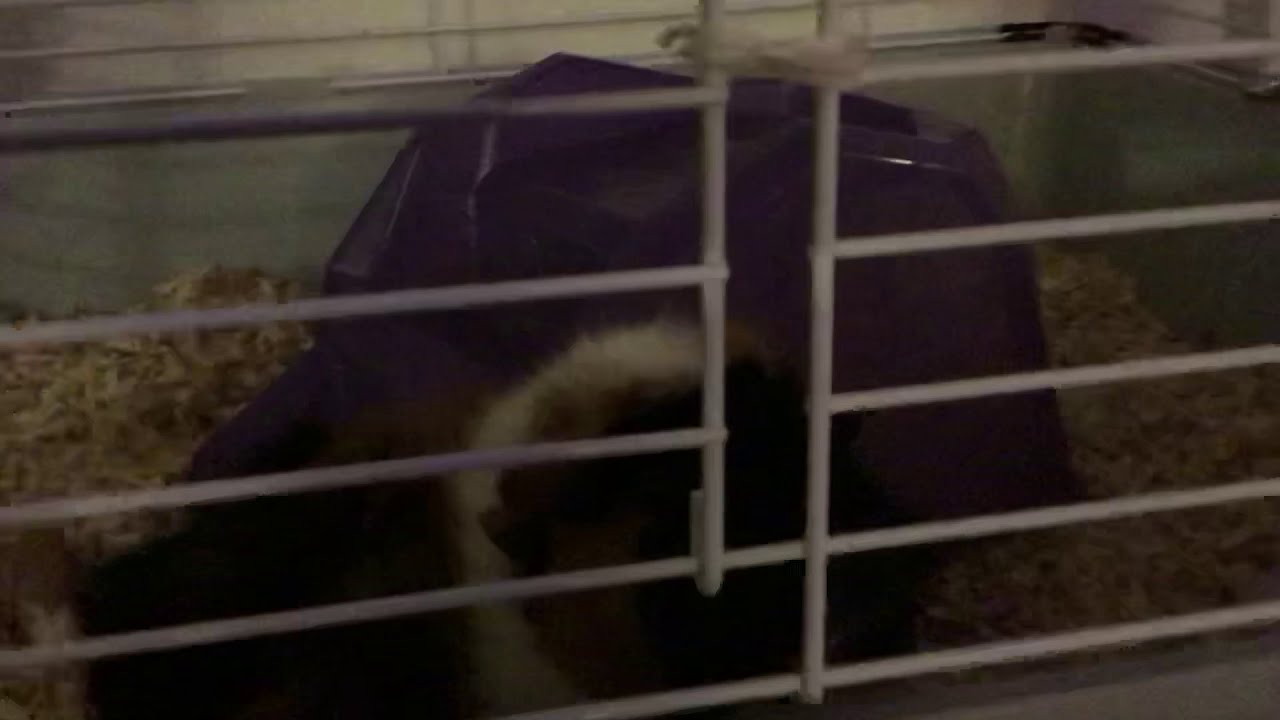 Guinea pig video and guinea pig house tour YouTube