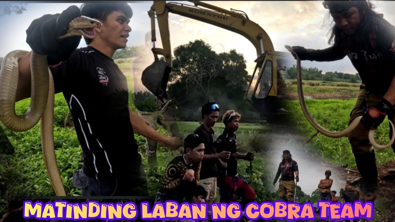 ANIM NA COBRA AT DALAWANG NON VENOMOUS SNAKE NATUNTON ANG LUNGGA #cobraprince #cobraking #tolcobra