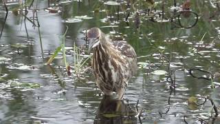 Am. Bittern &amp; Bullfrog Tadpole. Ам. выпь и головастик лягушки-быка (2443sp)