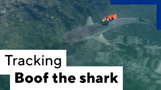 On the trail of Boof the Tiger Shark
In the first study of its kind, scientists have used high-resolution video tracking to document the immediate movements of a tiger shark – known affectionately as ‘Boof’ – after its release from captivity into the wild.
﹏
The University of Western Australia (UWA) is recognised internationally as a top 100 university. Browse our channel to learn about our ground-breaking research, state-of-the-art facilities and vibrant student experience.
For more information: https://www.uwa.edu.au/
﹏
Facebook: https://www.facebook.com/universitywa/
Twitter: https://twitter.com/uwanews
Instagram: https://www.instagram.com/universitywa/ On the trail of Boof the Tiger Shark