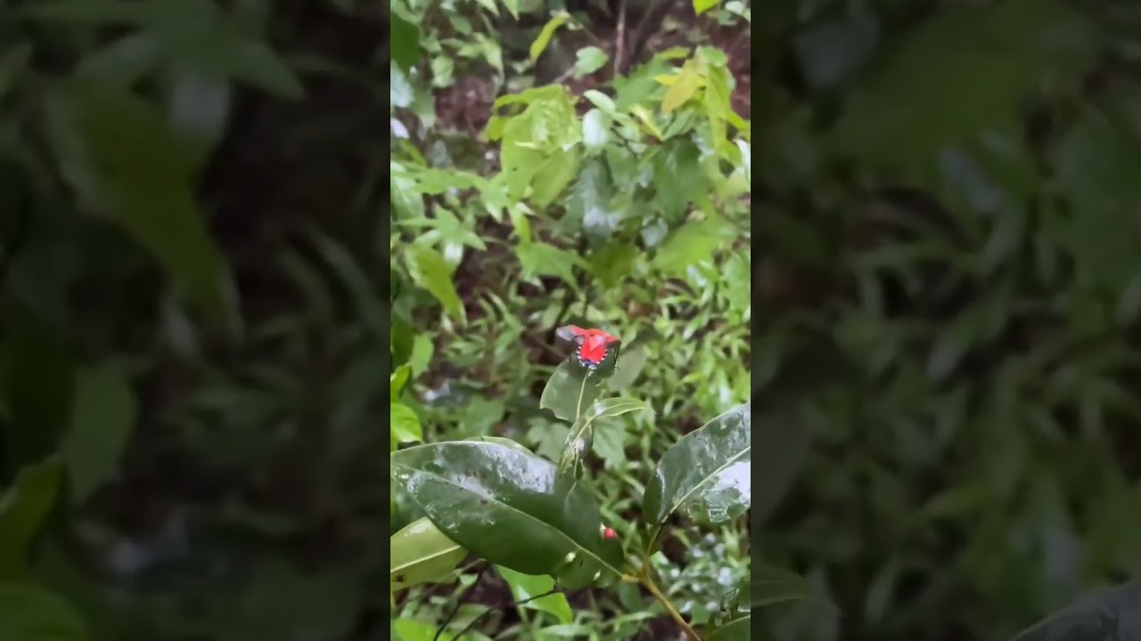 HD video of insect moths