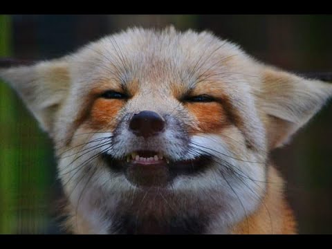 Wild Animals vs.Pets: Watch along for our elementary lesson! - YouTube