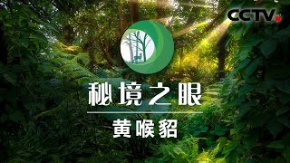 个头不大却能东征西战” 这个动物“表里不一” | CCTV「秘境之眼」20200828