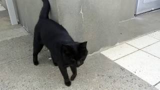 [猫島]藍島、フェリー降りて第2野良猫発見、人懐っこい黒猫でした。