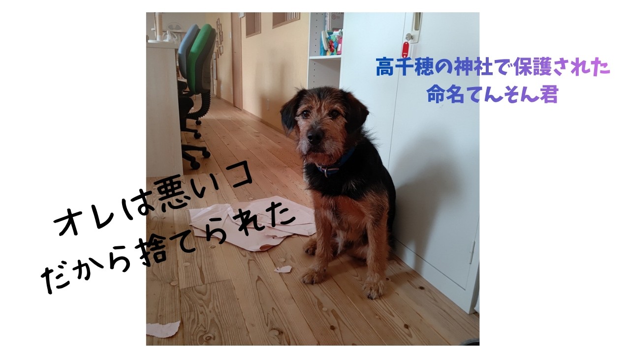 神のコ、てんそん物語#保護犬引き取り