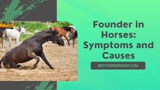 Founder In Horses. Symptoms And Causes