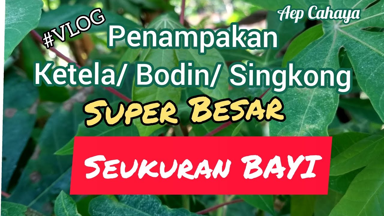 Nge Vlog Penampakan Ketela Bodin Singkong Super  Besar  