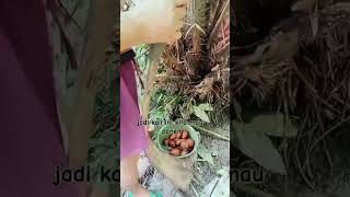 panen buah salak di halaman blakang rumah #fypシ゚viral #buahbuahan  #buahsalak  #vidiolucu
