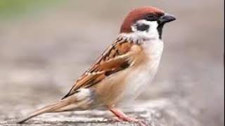 tieng chim se sẻ mồi cực đỉnh năm 2020