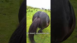 Horses Unexpected Funny Moments#ViralAnimals #GoofyAnimals #HorseLovers #FunnyMoments