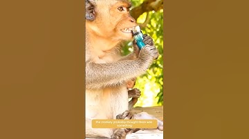 Lighter Blast Injures Monkey, But It