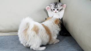 Download Lagu From Fearing To Loving: A Kitten Meets A Puppy MP3