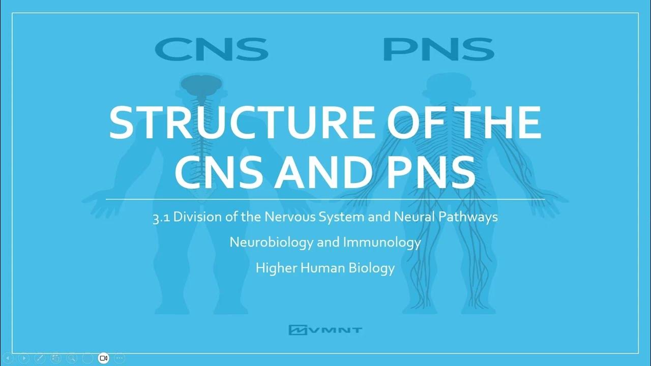 CNS and PNS - YouTube