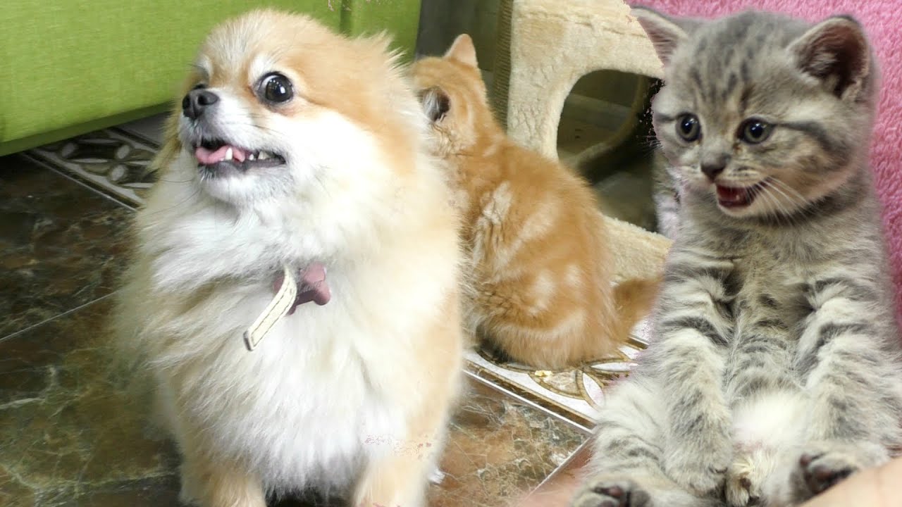 Собака охраняет домик с котятами