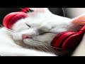 この音楽は 猫を落ち着かせ 1分もかからずに眠るのに役立ちます 猫のための音楽 CATS MUSIC BGM 2023 猫の音楽 この音楽は 猫を落ち着かせ 1分もかからずに眠るのに役立ちます 猫のための音楽 CATS MUSIC BGM 2023 猫の音楽