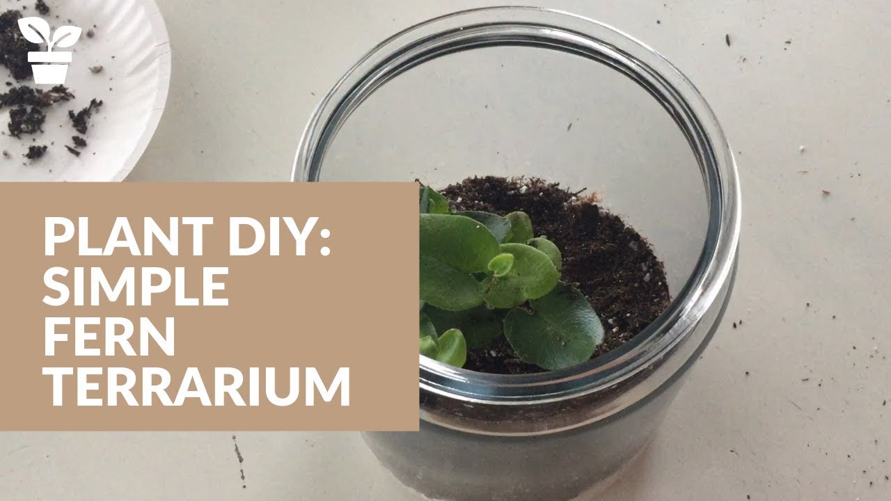 Simple Terrarium Fern Terrarium Glass Terrarium Set Up YouTube