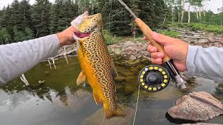 Alpine Lake Fishing for Brookies & Tigers!!! (Catch & Cook)