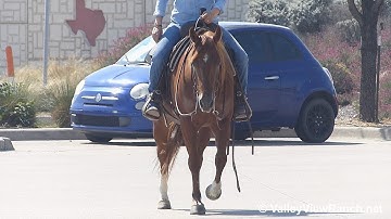 GCH Smart Doc Moria - riding in town! - ValleyViewRanch.net