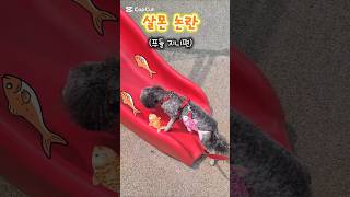 살몬 논란 #제이미 #수지 #mom #salmon #연어 #웃긴더빙 #강아지일상 #shorts