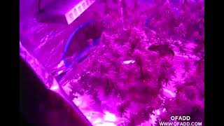 Marijuana LED full spectrum Cannabis Growing with LEDs & Optimal Light Height