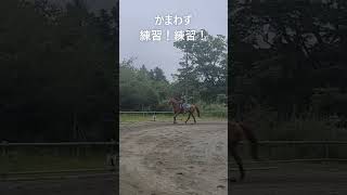 鹿なんておかまいなしのドリームポリーニ #一口オーナー募集中 #サポーター募集中 #引退競走馬の支援  #引退競走馬のセカンドキャリア