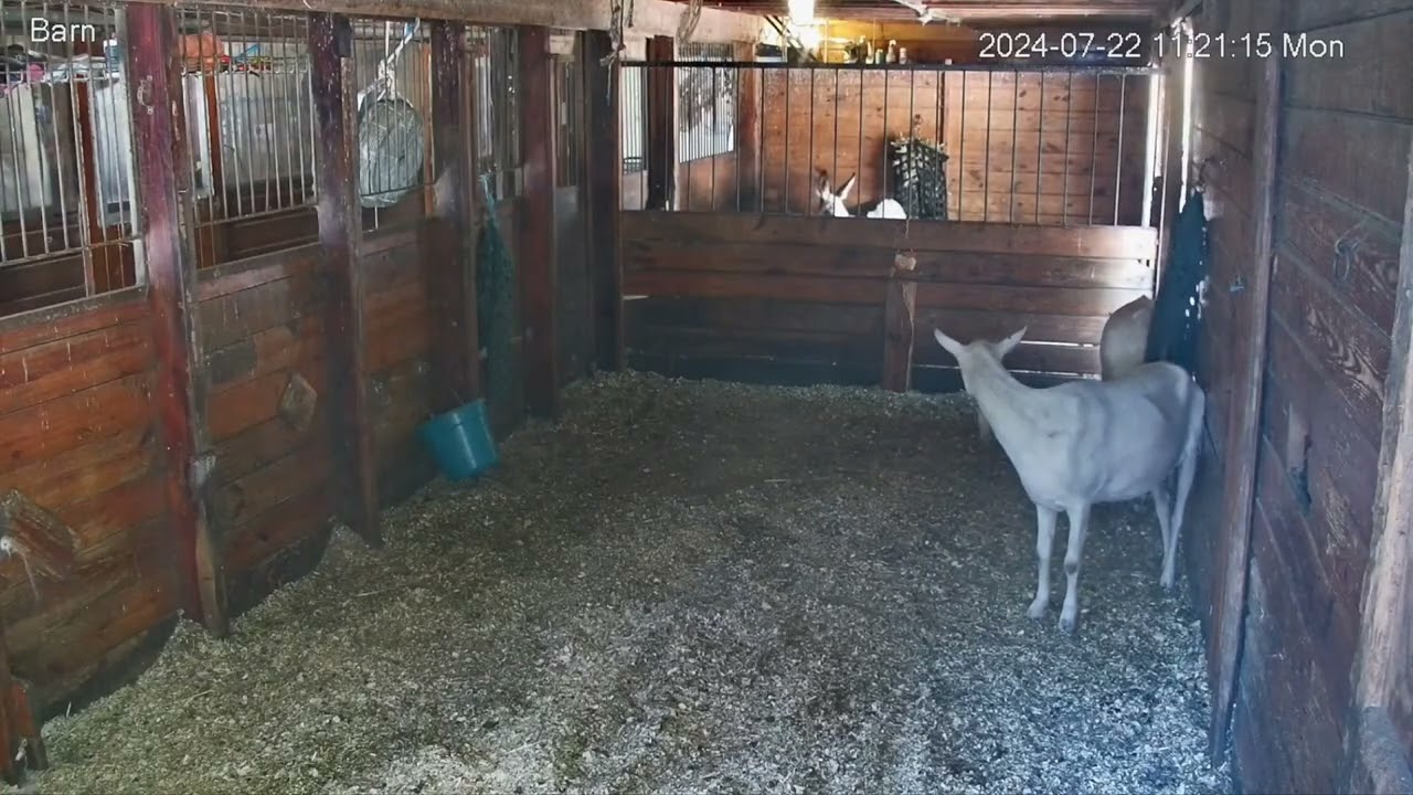 240722 White Goat Close Door -Goldy's Farm (YT 1121)