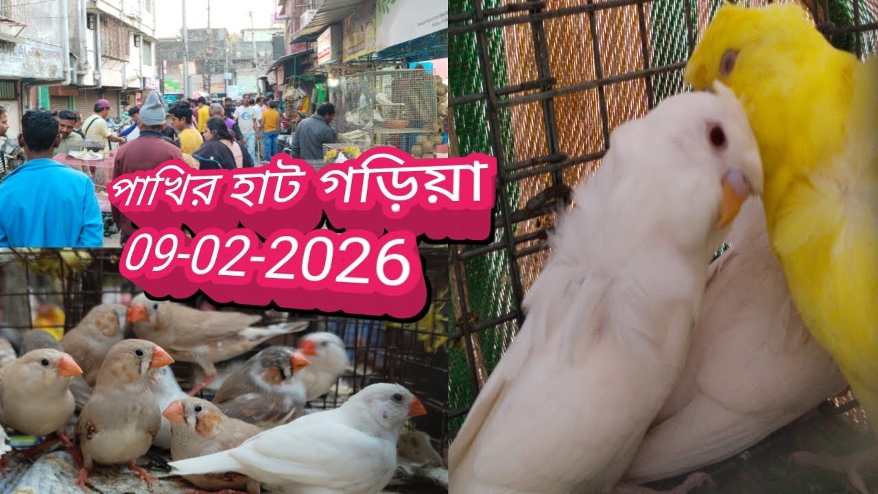 গড়িয়া পাখির হাটে হুর হুর করে দাম বাড়ছে। Garia Bird Market. গড়িয়া পাখির হাট। Garia Pakhir Haat.