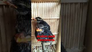 Download Lagu anakan paok pancawarna MP3