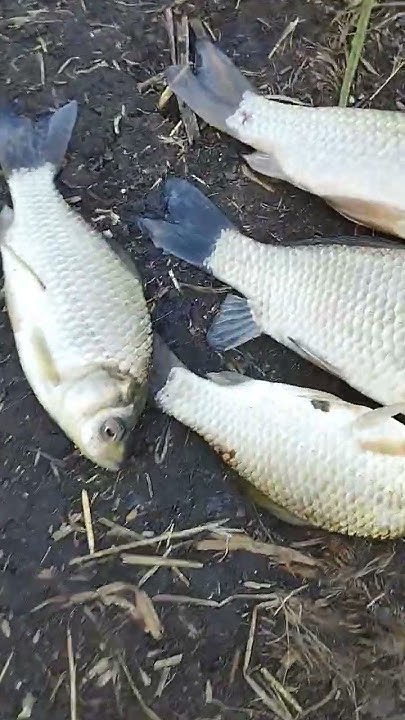Улов🐟🤤 - YouTube
