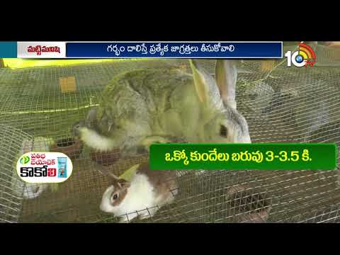 Rabbit Farming | స్వయం ఉపాధిగా..కుందేళ్ల పెంపకం | Matti Manishi | 10TV Agri