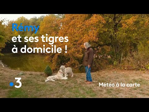 Vidéo: Comment Adopter Un Tigre Ou Une Leçon De Bureaucratie Indienne - Réseau Matador