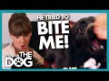 Paper-Aggressive Dog Tries to Bite Victoria | It's Me or The Dog