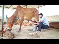 top Breed gir cow aravali dairy farm milking ( only whatsapp 9983954391)