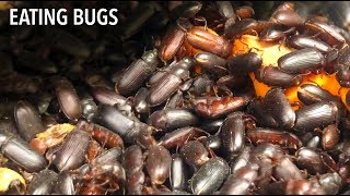 Bug Appétit! Colorado's first and only edible insect farm