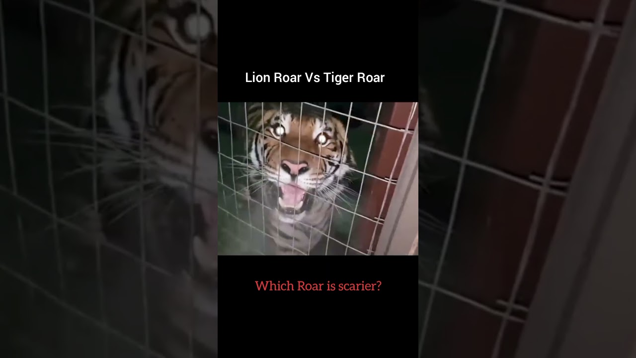 Lion roar vs Tiger roar 