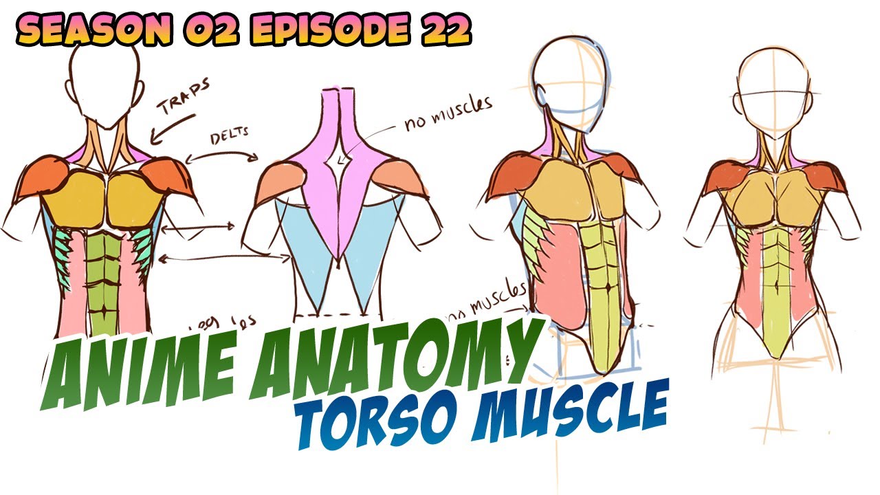 How To Draw Anime Muscle Torso YouTube